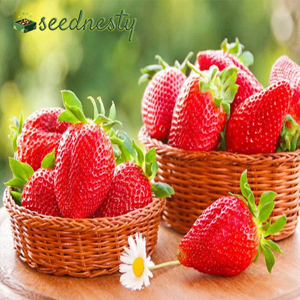 All-season Strawberry Seeds