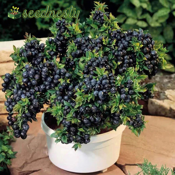 King of Berries - Giant Blueberry Fruit Seeds