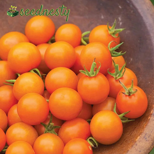 Sungold Tomato, Cherry Tomato Seeds