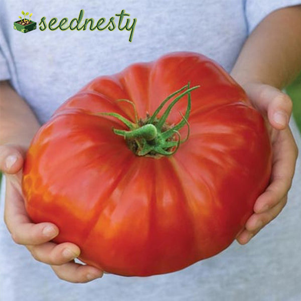 Giant Monster Tomato Seeds