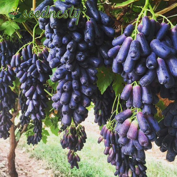 Seedless Sapphire Grapes Seeds