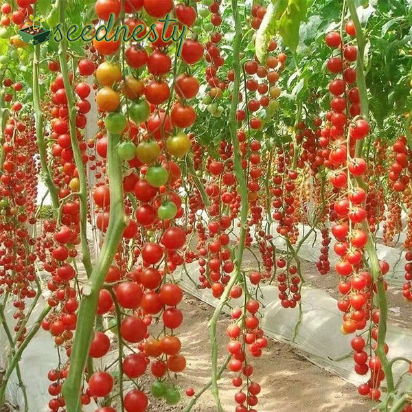 Waterfall Tomatoes Seeds