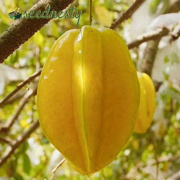 Sweet Starfruit Seeds - Four Seasons Potted