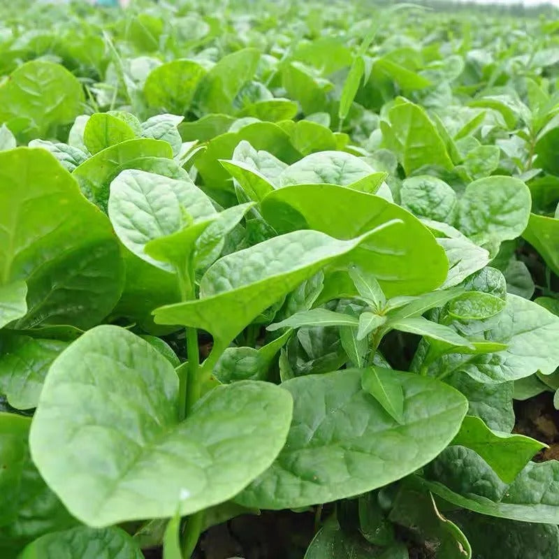 Basella Alba Seeds – Seednesty