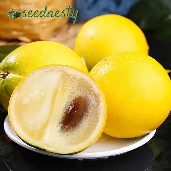 Golden Fruit Seeds - Abiu Fruit