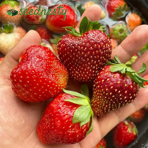Mixed Strawberry Seeds