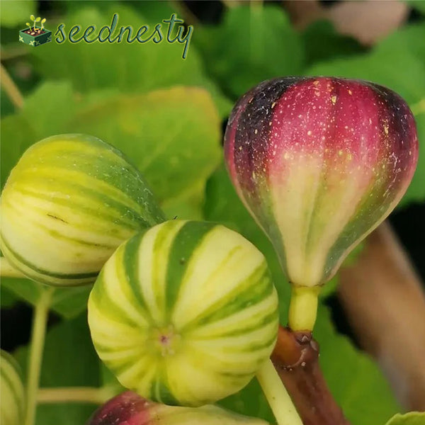 Rainbow Figs Seeds