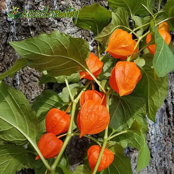 Lantern Cherry Seeds