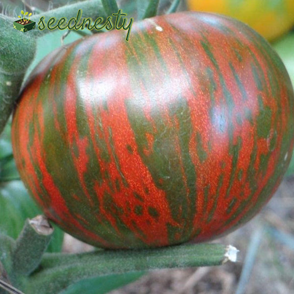 Rare Organic Vegetable Tomato Seeds - Black Zebra