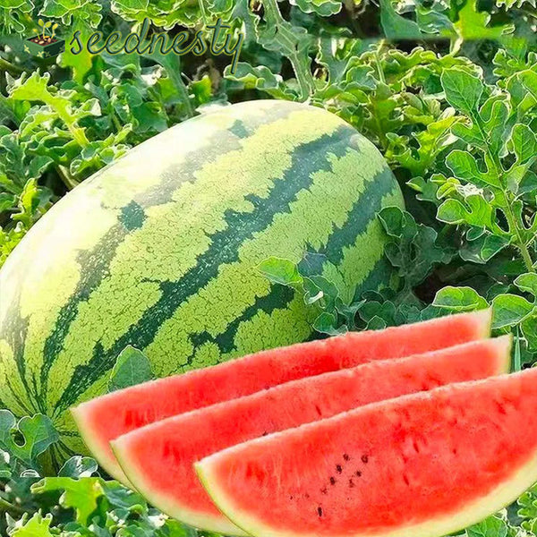 Lazy Seedless Watermelon Seeds