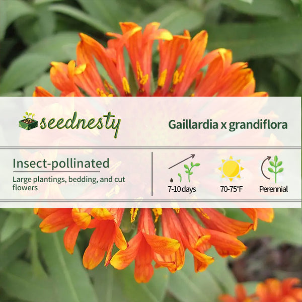 Gaillardia Realflor 'Fanfare Blaze' Seeds