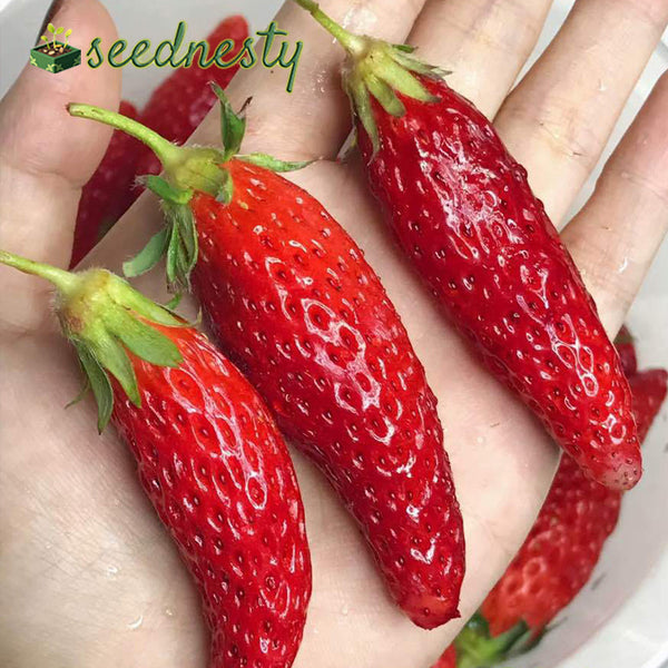 Super Sweet Chili-Shaped Strawberry Seeds