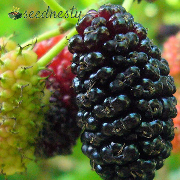 Stratified Raspberry Seeds