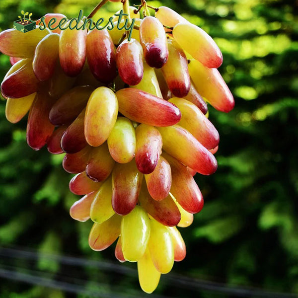 Manicure Finger Grapes Seeds