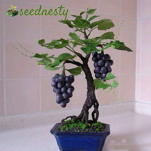 Miniature Grape Vine Seeds