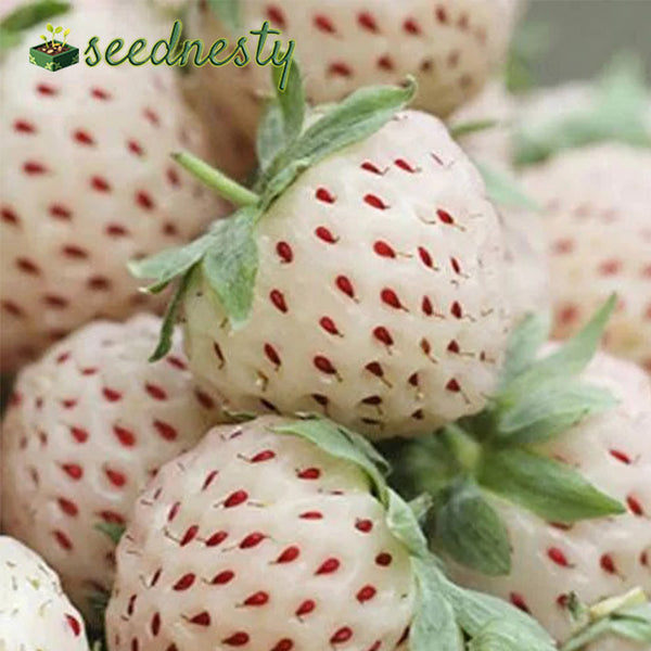 Rare Milk Strawberry Seeds