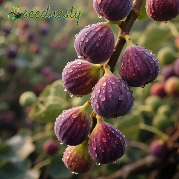 SweetHarvest Fig Seeds