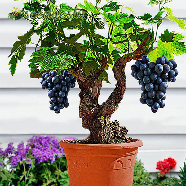 Giant Blueberry Fruit Seeds