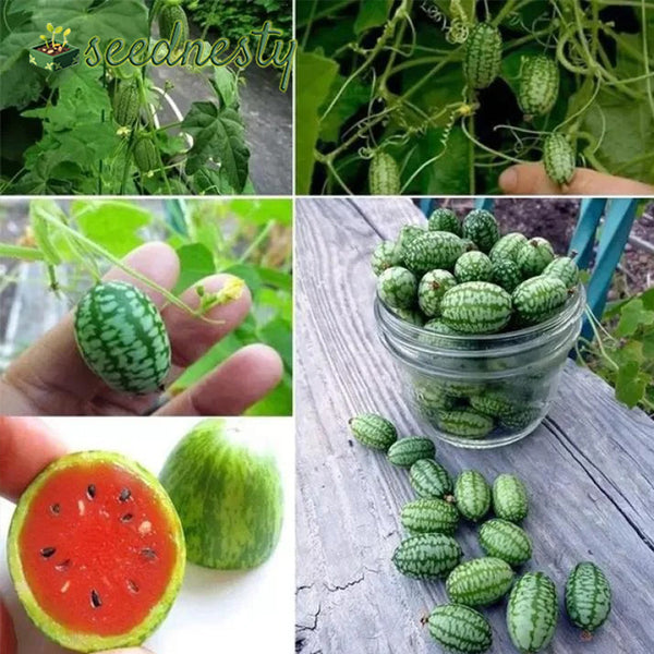 Rare Seeds Thumb Watermelon Seeds