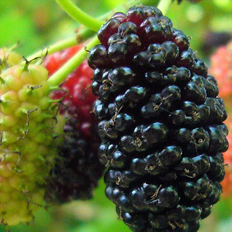 Stratified Raspberry Seeds – Seednesty
