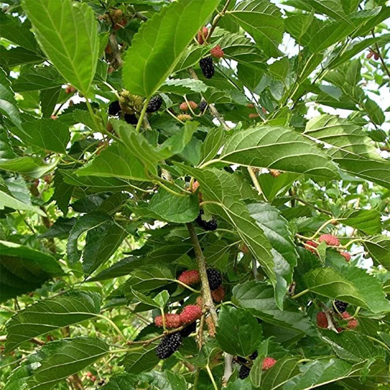 Stratified Raspberry Seeds – Seednesty