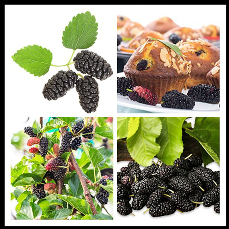 Stratified Raspberry Seeds – Seednesty