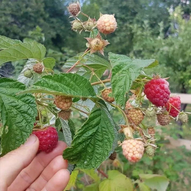 Pink Raspberry Seeds. Amazon Red Raspberry Seeds – Seednesty