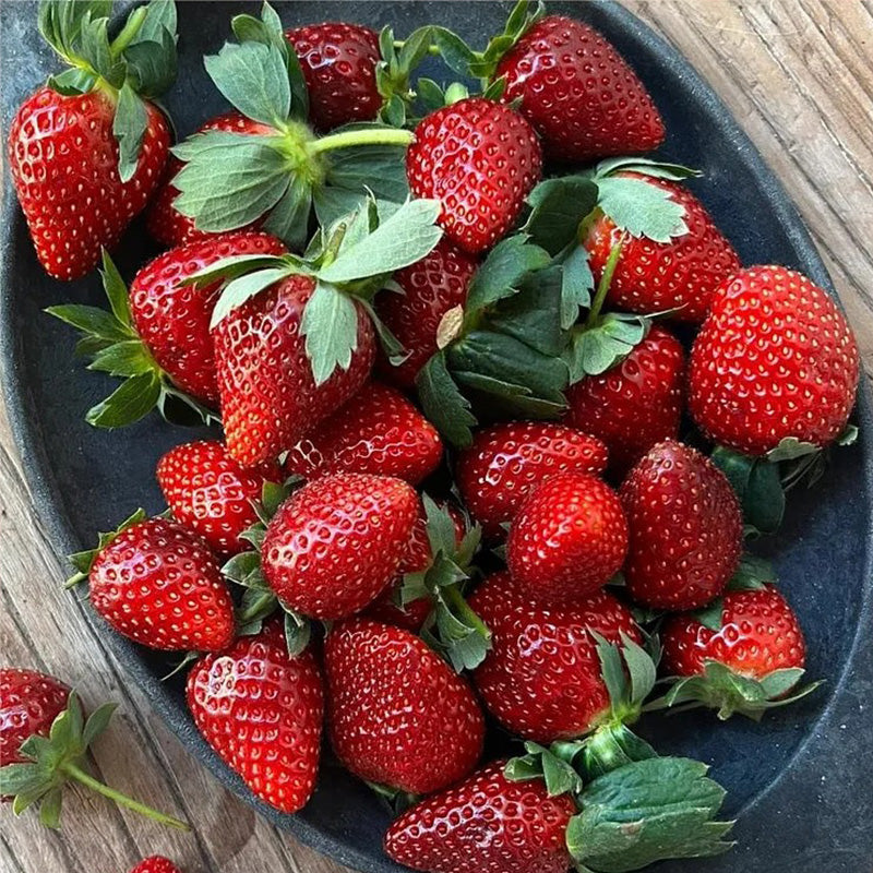 black pearl strawberry seeds Black Pearl Strawberry Seeds