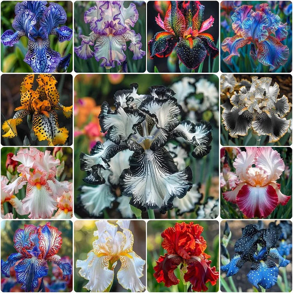 Rare Iris Seeds ⚜️