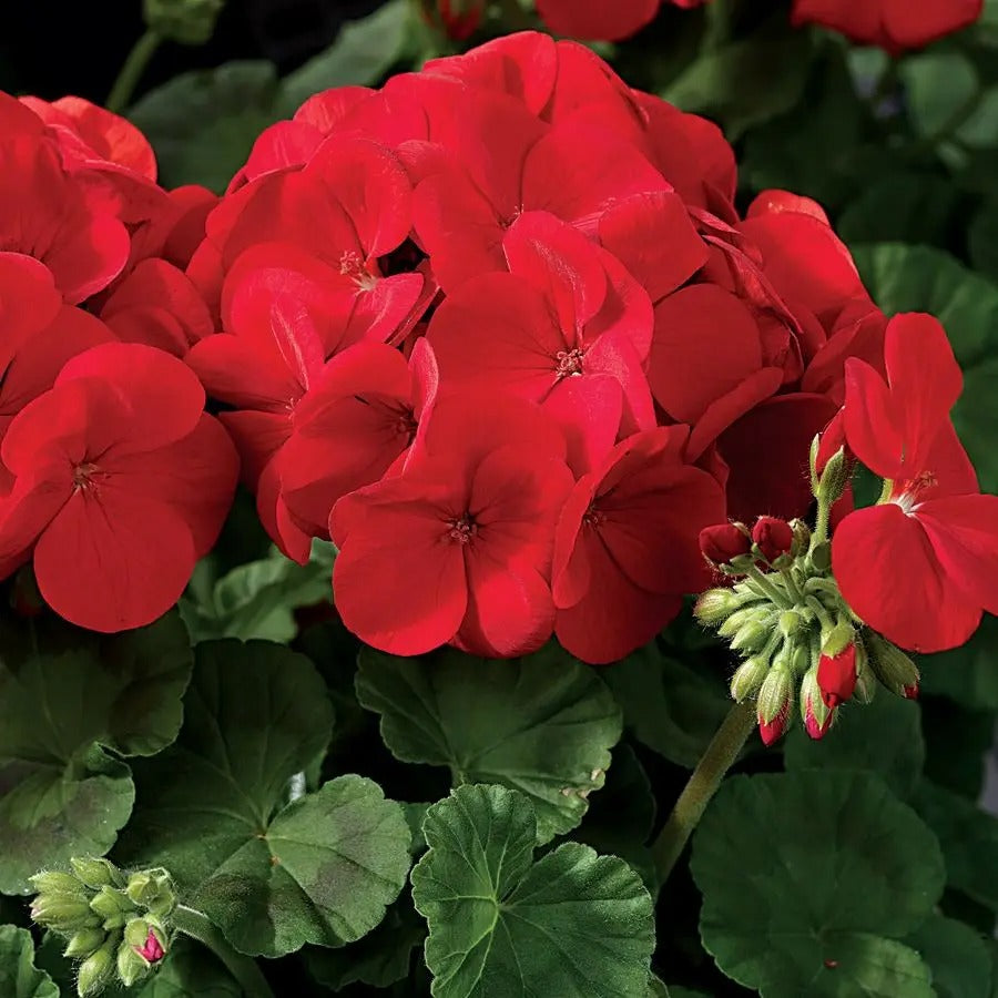 Maverick Scarlet Geranium Seeds – Seednesty