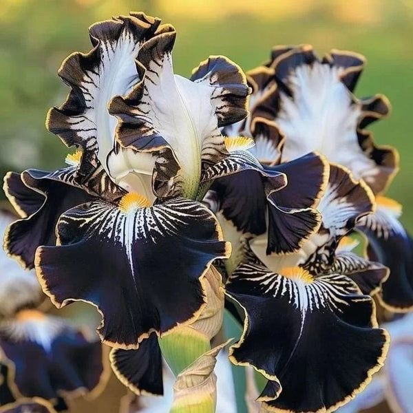 Ivory Bloom-Rare Iris Seeds ⚜️