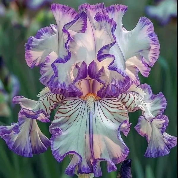Lilac Dream-Rare Iris Seeds ⚜️