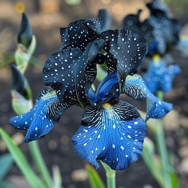 Silver Shimmer-Rare Iris Seeds ⚜️