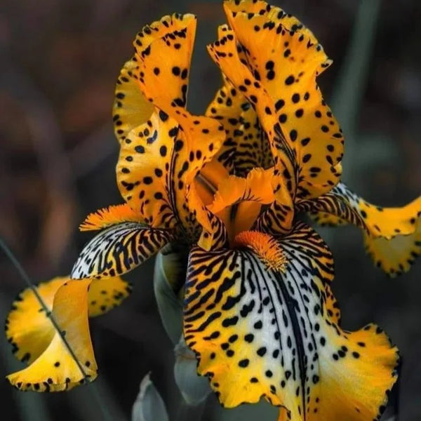 Yellow Amber-Rare Iris Seeds ⚜️