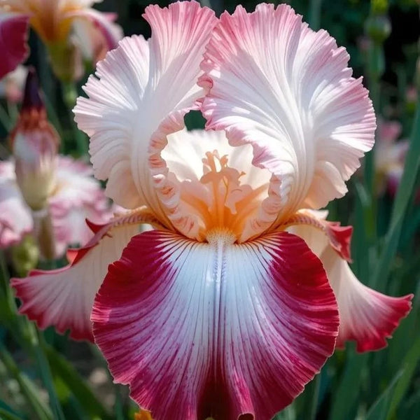 Pink fruit-Rare Iris Seeds⚜️