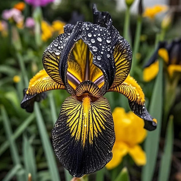 Golden Panther-Rare Iris Seeds ⚜️