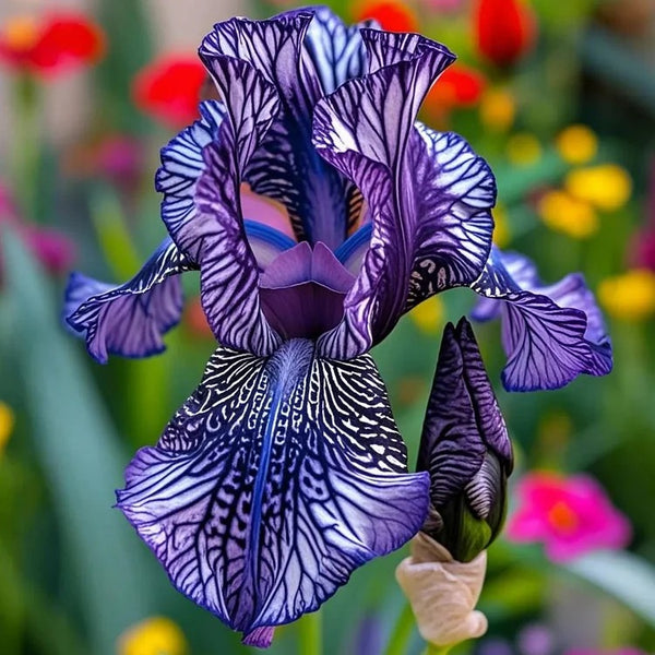 Mystic Amethyst-Rare Iris Seeds⚜️