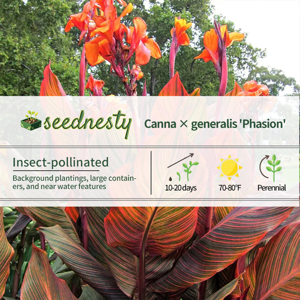 Tropicanna Canna Lily Seeds