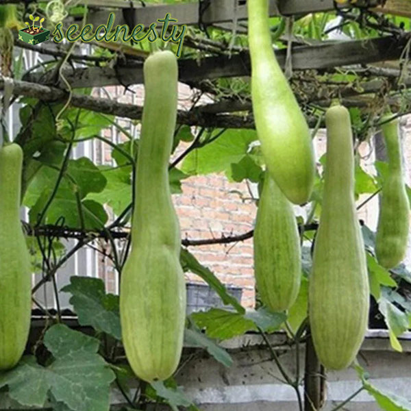 Chopping Melon Cut and Grow MeloSeedsn