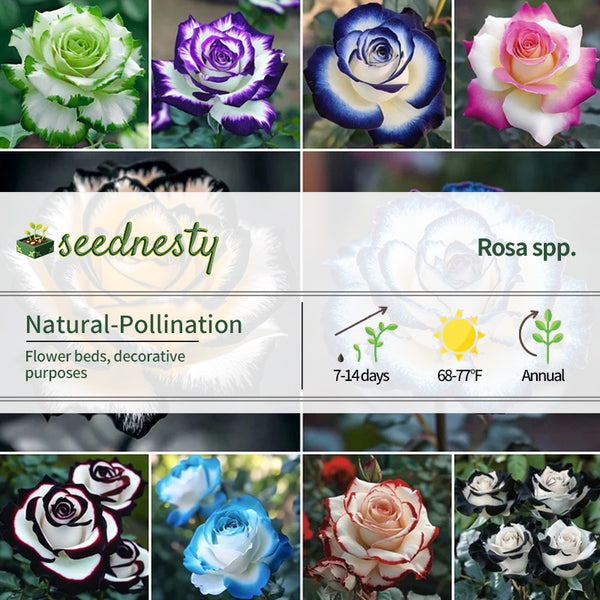 Rare Blue Moon Rose & Multi-Colored Petal Lace Rose