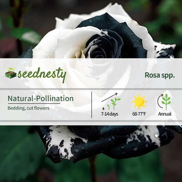 Black&White Kuyla Twin Roses Seeds