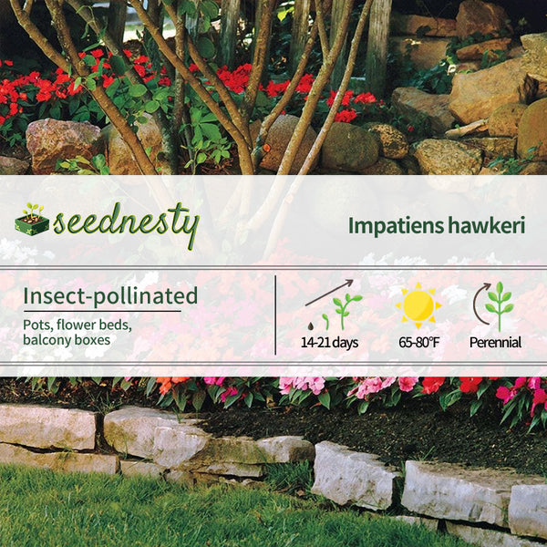 Divine Mix New Guinea Impatiens Seeds