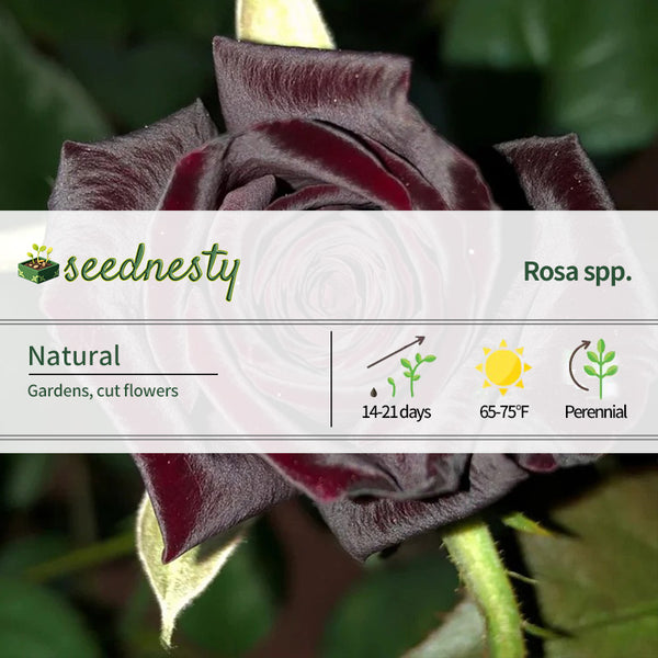 Black Rose Seeds - Black Buck