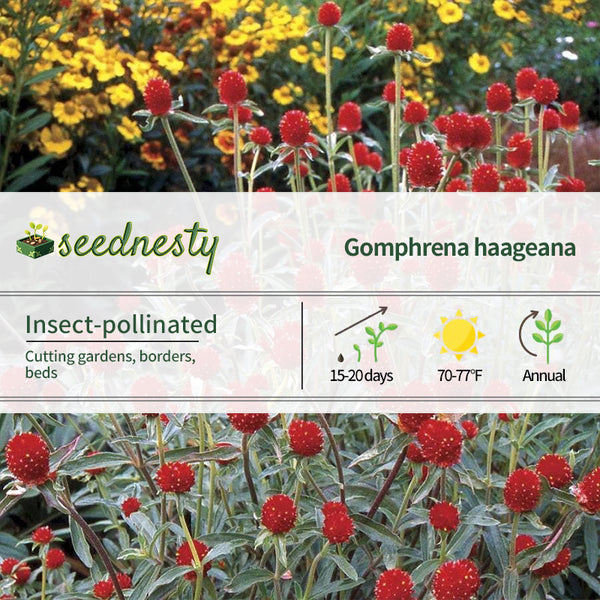 'Strawberry Fields' Gomphrena Seeds