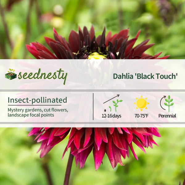 Dahlia Black Touch Fimbriata Dahlia Seeds