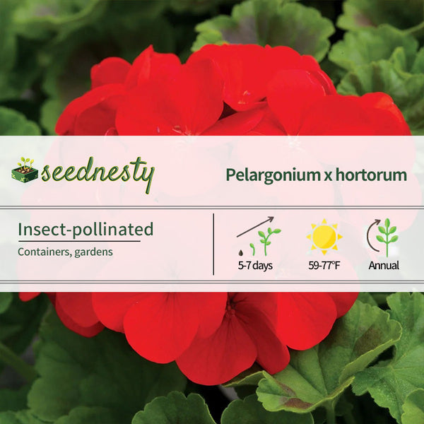 Pinto Premium Deep Red Hybrid Geranium Seeds