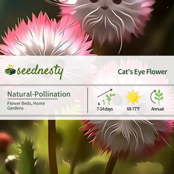 Red Cat Face Flower Seeds