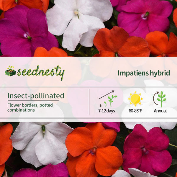 Beacon Lindau Mixture Hybrid Impatiens Seeds