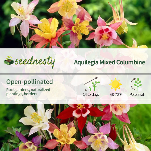 Aquilegia Mixed Columbine