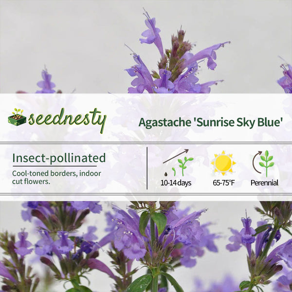 Agastache Sunrise Sky Blue Hyssop Seeds